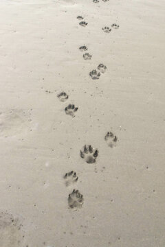 Dog footprints in sand in Auckland, New Zealand