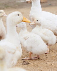 white ducks on farm graze in herd, cute pets birds. taking care of cattle in backyard. subsistence farming, poultry farming for meat and eggs. environmentally friendly