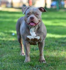 american bully in the park