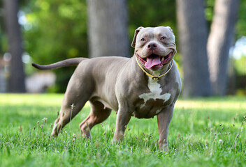 american bully in the park