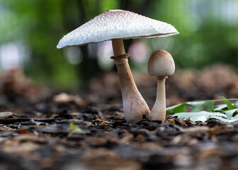 Mushroom