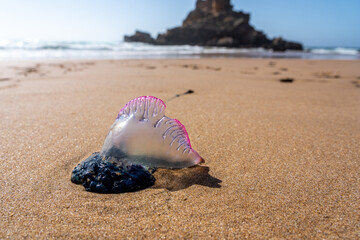 Portuguese man o' war washed up on a beach - 602777931