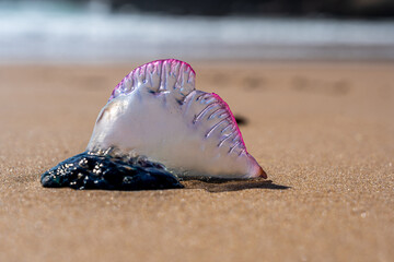 Portuguese man o' war washed up on a beach - 602777963