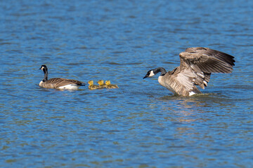 Canada geese goslings