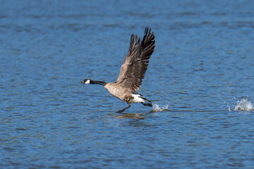 Canada goose taking off from water flying in flight