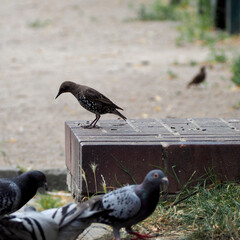 Shpak and pigeons gather food in the park.  side view.  birds in the city.  nature