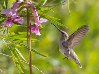 Female Black-chinned Hummingbird
Henderson Bird Viewing Preserve
Henderson, Nevada