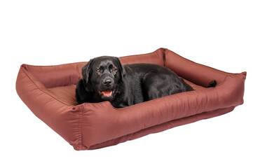 Labrador dog of black color in a brown couch isolate on a white. Portrait of a labrador retriever.
