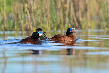  Lake Duck in Pampas Lagoon environment, La Pampa Province, Patagonia , Argentina.