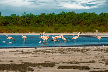 A group of flamingos resting and searching for food near the shore of a lagoon