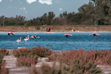 A group of Flamingos eating in the middle of a lagoon while few of them fly around