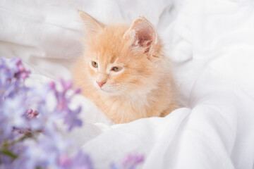 Cute ginger kitten and pink flowers on a white blanket. Greeting card with women's day, birthday, mother's day