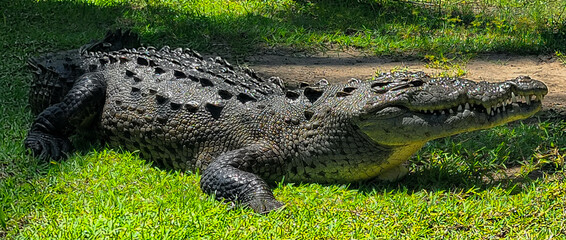 cocodrilo