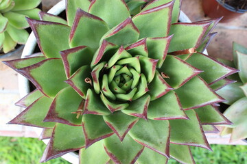 Acercamiento a suculenta Echeverra Agavoides de gran tamaño.