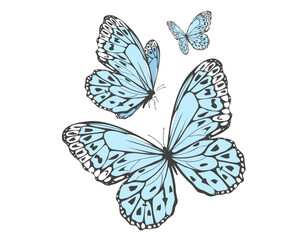 Fototapeta na wymiar butterfly on a white background