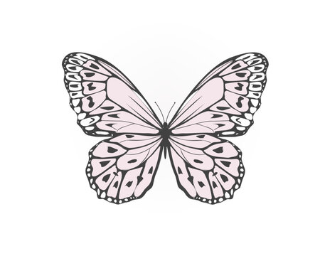 butterfly on white background