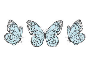 butterfly isolated on white