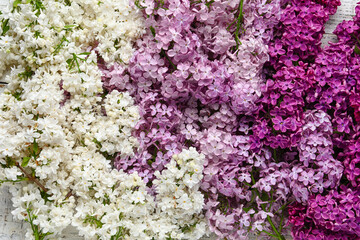 Beautiful fragrant lilac flowers, closeup