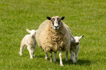 Very cute lamb and lambs in he sunshine enjoying the blue sky and spring warmth at easter in a green grass field, pasture 
