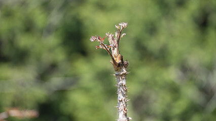 自然に生えるタラの芽