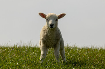Very cute lamb and lambs in he sunshine enjoying the blue sky and spring warmth at easter in a green grass field, pasture 