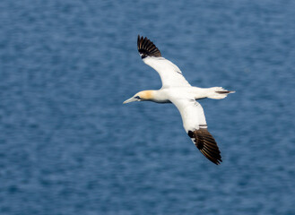 Fototapeta na wymiar Great northern gannet beautiful sea birds in flight with bright blue sunshine and blue skies and blue ocean with wings spread soaring high in the sky above the water