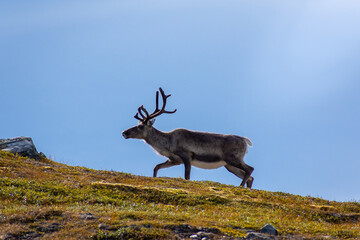 Wild reindeer in the tundra of Norway with mountains on the  background © Stefano Zaccaria