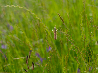 堤防沿いの草むらに咲くヘラオオバコの花