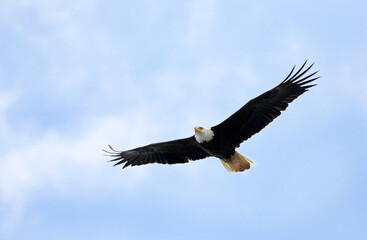 Majestic bald eagle flying overhead in Alaska, USA. Blue Sky