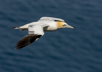 Fototapeta na wymiar Great northern gannet beautiful sea birds in flight with bright blue sunshine and blue skies and blue ocean with wings spread soaring high in the sky above the water