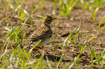 Beautiful skylark bird in a field in the sunshine in the spring 