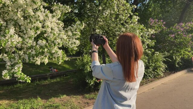 A woman taking pictures of a blooming tree in a garden on a spring day, spring garden, woman photographer