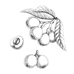 Vector hand-drawn illustration of medlar on branch isolated on white. Botanical sketch with fresh fruits in engraving style. - 602784724