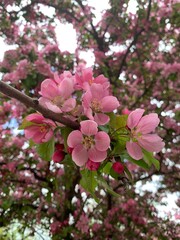 Pink Sakura Cherry Blossom. Closeup of cherry tree branch blossoming in spring