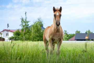 A one-year-old foal, grazing in a pasture alone, near a ranch or horse farm. Against the background of the ranch, houses, buildings. Clear summer weather, blue sky.