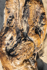 Driftwood and sand detailed close-up nature image 