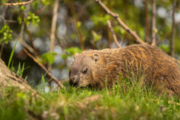 Obraz na płótnie Canvas marmot in the grass
