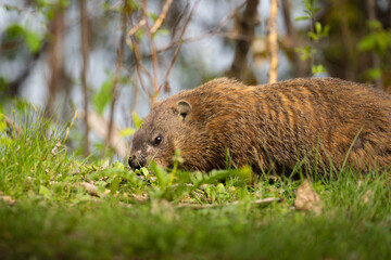 marmot in the grass