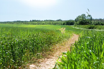 Picturesque summer landscape. Road through a field of young green wheat, forest and bushes in the background, against a blue sky.