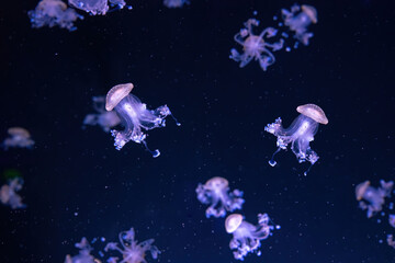 Obraz na płótnie Canvas Group of fluorescent jellyfish swimming underwater aquarium pool. Spotted australian jellyfish, Phyllorhiza punctata in aquarium with purple neon light. Theriology, tourism, diving, undersea life.