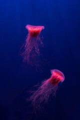 Two fluorescent jellyfish swimming underwater aquarium pool with red neon light. The Lion's mane...