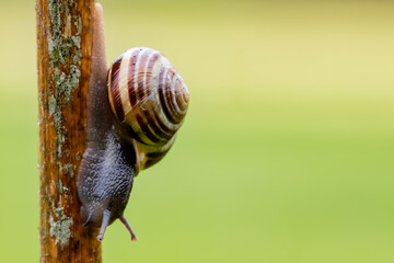 Macro shot of a garden banded snail (capaea hortensis) on a bamboo cane