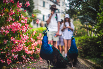 Humanity and Nature: Peacock