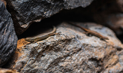 Lizard on the Rock I.