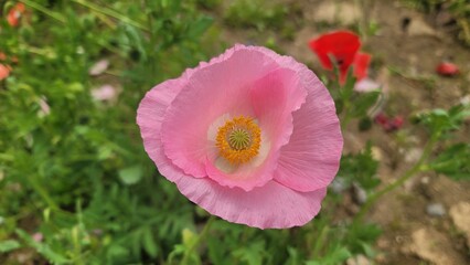 분홍 양귀비 꽃 클로즈업
