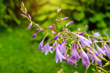 bush of violet flowers Hosta in a rustic garden

