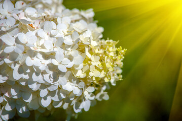 White hydrangea on a green natural background

