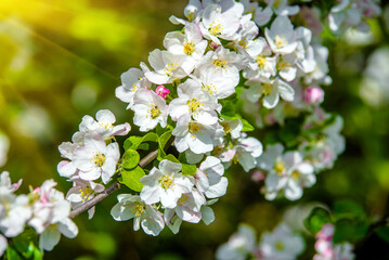appletree blossom branch in the garden in spring
