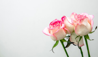 The branch of pink roses on white  background
