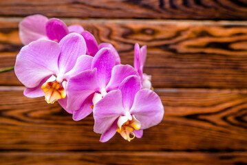 A branch of purple orchids on a brown wooden background
